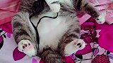 猫：铲屎的你今天要去帮我报仇呀！