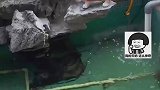 老妈担心野猫抓鱼网购小柯基，女儿：野猫不知道能不能吓到