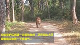 山路偶遇一头老虎巡山，跑到水潭洗澡，这背影很霸气！