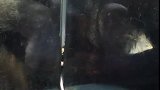 猩猩：这太小气了，才给这么一点点！