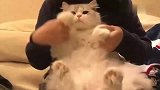 狸花猫这海草舞跳的朕想咬人，铲屎的你等着！