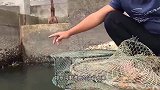 放下几个螃蟹洞下排水口，想不到大货多多，太爽了