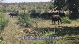 4头狮子死死咬住野牛，怎料狮子竟被野牛反杀，镜头记录全过程