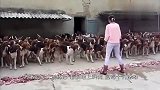 军犬阅兵,一只军犬公然笑场,网友瞬间笑翻：这是走后门选上的吧