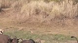 母狮单枪匹马捕杀水牛，没想到牛群团结一致发起反攻