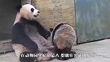熊猫被雷吓醒，找饲养员求安慰，可怜的熊孩子