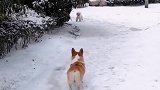 柯基犬：那天飘着小雪，我对你一见钟情！