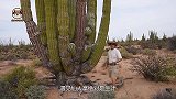 骆驼是唯一敢吃仙人掌的动物，网友：看着都疼！