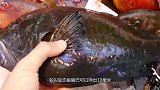 日本有一种“流氓鱼”，嘴巴可以伸出10厘米，却受到美女喜爱！