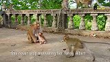 甜蜜的跳跃，猴妈总是试图让可爱的猴子放松一下，超幸福！