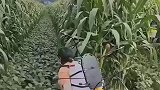 大妈穿戴农具喷洒农药，可以说是全方位无死角！