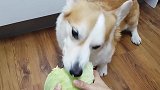 网红柯基犬吃包菜！网友都惊呆了！