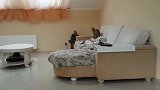 跳跃高手草原猫与猞猁在沙发上玩闹