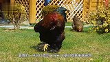 土豪的巨型宠物鸡，身高可达1.2米！听到价格整个人都不好了