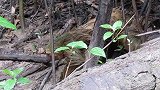 河边发现不知名生物，行动缓慢举止怪异，老人惊呼：这是“水鬼”