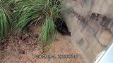 可怜小浣熊误闯猩猩领地，猩猩一挥手，竟然将小浣熊直接打飞了