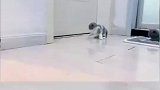 小奶猫啪的一声撞墙后懵了。看到猫妈妈过来就哭了
