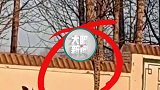 神奇一幕！青海一雪豹在围墙上“散步”，网友：太吓人了！