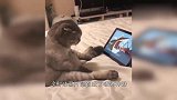 当猫咪,看到动画片“猫和老鼠”,会有什么反应