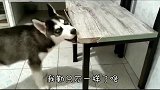 二哈拆家实录