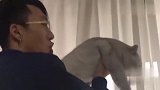 萌宠：男朋友带猫！猫咪：女主人救我呀！我可不想当手枪呀