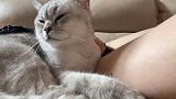 猫咪主动给主人按摩，刚按几下就罢工，喵：现在轮到你给我按了