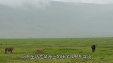 气势汹汹的狮子捕食野牛，惨遭野牛疯狂踩踏，网友：太打脸了