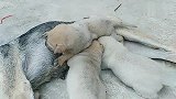 20几天的小奶狗就快满月了，母狗的奶水不够小奶狗都吃不饱