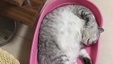 猫：让你不给我换窝，得了颈椎病我找你！
