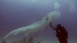 催眠术对动物也有用？一名潜水员催眠鲨鱼 让它干这事！