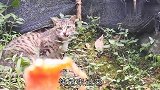 这狸花猫莫非想定居山上？拿肉哄半天也不肯下来，吃了就跑好身手