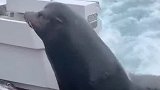 这小海豹也太可爱了，为了吃口美食，竟然爬上了船