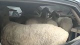 惊呆！小型私家车“超员” 车上除了一家三口还有“七只羊”