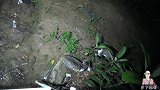 野猫半夜墙外对决，灯光打过去都不理，这叫声真是的