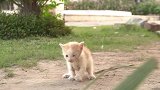 被遗弃的小奶猫，到处寻找妈妈，受尽了欺负