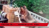 不愧是雪橇三傻之一，二哈连喝水都与众不同，好搞笑！