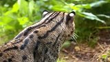 渔猫：一种会潜水狩猎的猫，你见过吗？