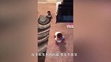 双胞胎在哥哥身边哭，接下来发生的画面，看完不准笑