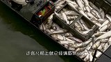 渔船刚开到河面，就已经满载而归，这鱼儿还能自投罗网？