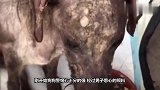 狗被弃饿成骨架,好心人收养，2个月后的变化让人惊喜