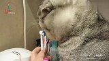 猫咪主动要求用电动牙刷刷牙,刷上就一脸享受！网友：假猫