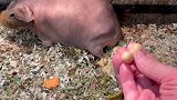 迷你小河马终于破壳了，让我又是欢喜又是忧！
