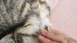 假如猫咪会说话，会发生什么