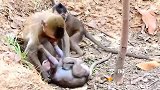 收拾的真带劲，小猴子遭殃了