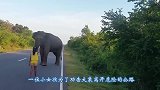 大象半路拦下货车，想吃甘蔗，大象：要想过此路，请留下甘蔗
