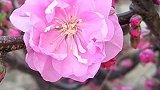 花儿原本的颜色，任何滤镜都无法表现你的美