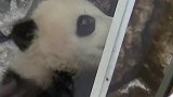 北极熊宝宝和熊猫宝宝在玻璃窗前拼命圈粉，大家来评评到底谁更萌
