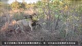 新狮王兄弟拿下狮群后，捉到前狮王的后代，立即锁喉