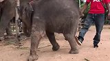 小象打不过饲养员，跑回去找妈妈哭鼻子，小象不讲武德！