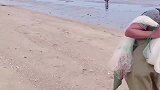 可把大爷高兴坏了，海边退潮，大爷捡了一条二十多斤的大鱼